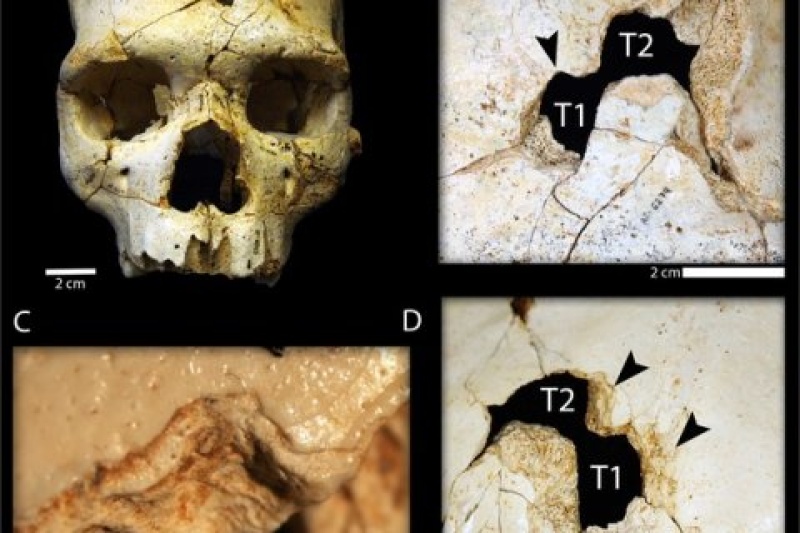 破解43万年前凶杀案？Materialise 3D建模软件大显身手