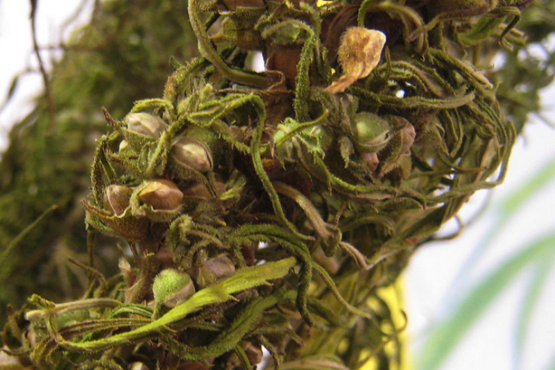 大麻也能做3D打印线材？轻量优质还能自然降解！