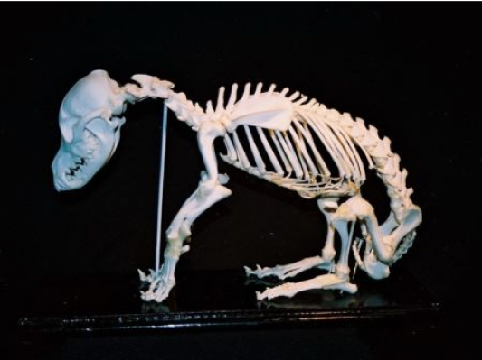 有利可图：3D打印犬类骨骼模型瞄准兽医学校