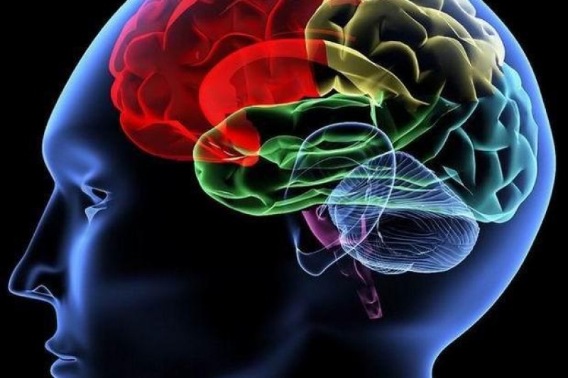 哈佛科学家3D打印凝胶大脑解褶皱之谜