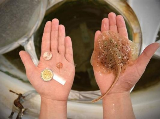 黄金为骨、鼠心肌细胞为肉：科学家3D打印出活的魔鬼鱼！