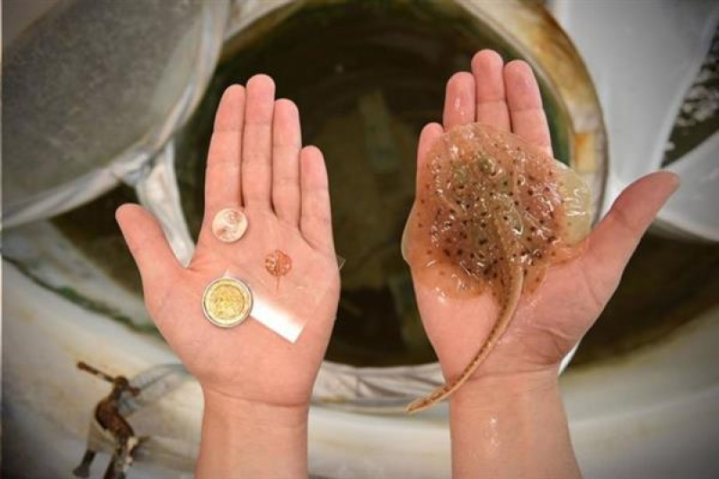 黄金为骨、鼠心肌细胞为肉：科学家3D打印出活的魔鬼鱼！