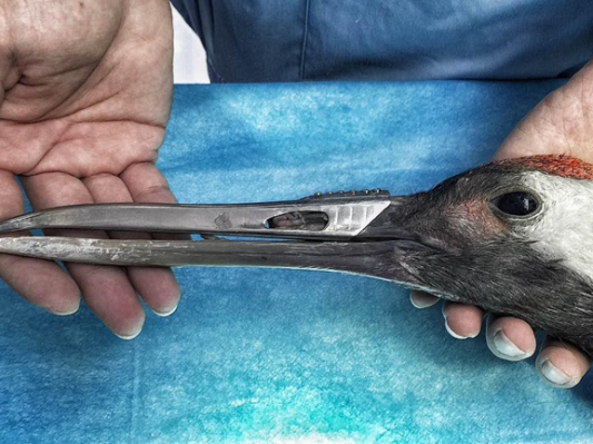 广州动物医院3D打印钛合金义喙拯救受伤丹顶鹤
