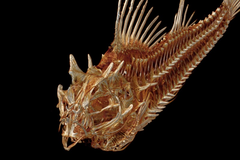 华盛顿教授3D扫描25000种深海鱼 居然……