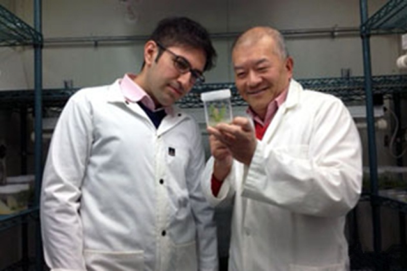 新西兰科学家研究用3D打印植物细胞合成木材