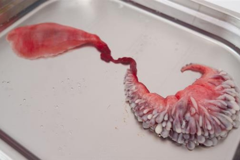 恐怖吗？艺术家生物3D打印出这些跟本不存在的器官