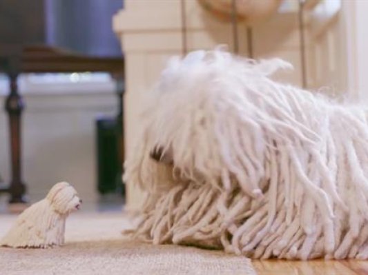 太可爱！扎克伯格送爱犬Beast 3D打印塑像作为生日礼物