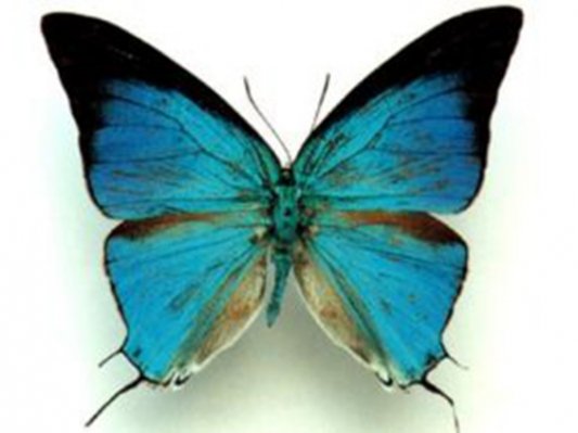 科学家用陶瓷3D打印出蝴蝶翅膀的结构