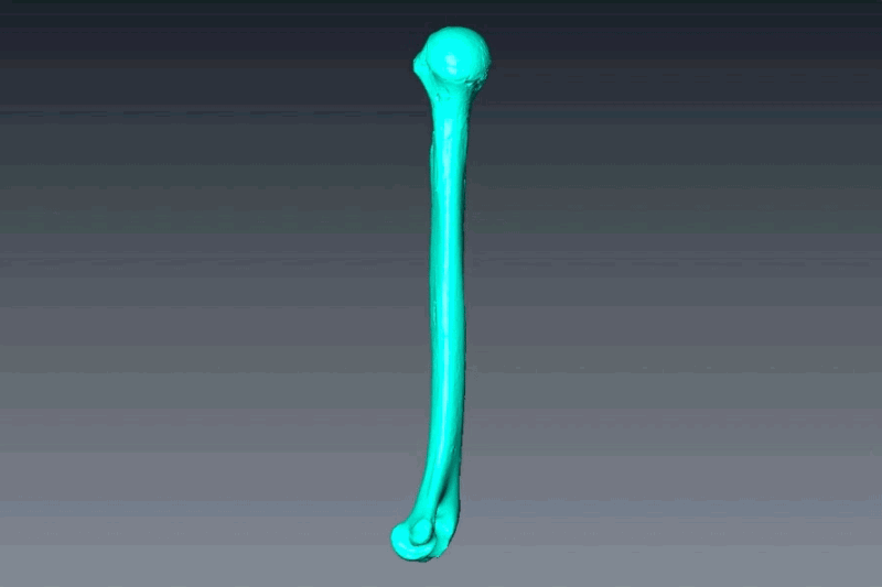 科学家3D打印史前女性手臂骨，比现代女性强壮得多