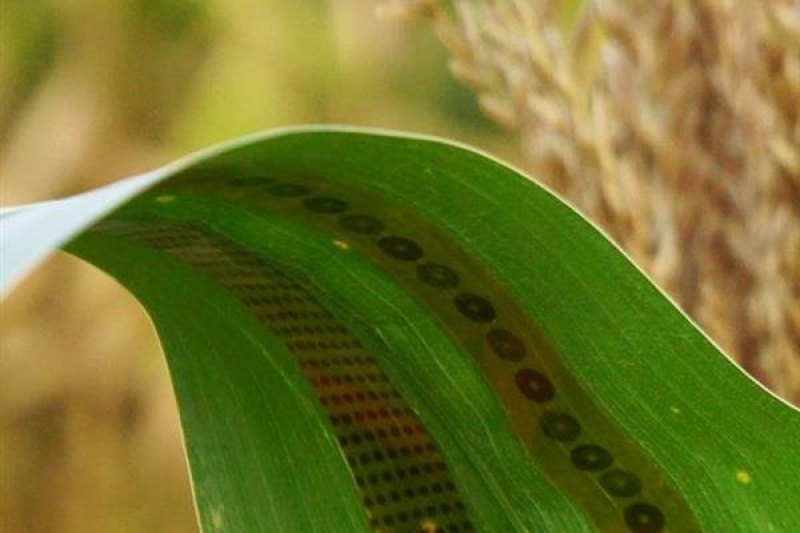 3D打印为植物穿上传感器，“喝”多少水一秒感知