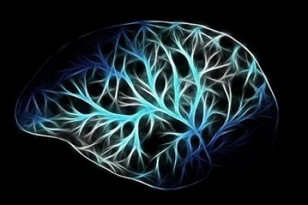Cell Rep：3D打印大脑结构揭示神经回路结构