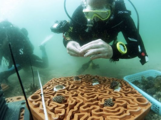 这些3D打印陶砖正在帮助修复海洋环境