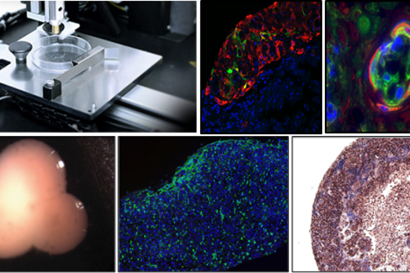 Organovo公布世界上首个3D打印全细胞肾组织