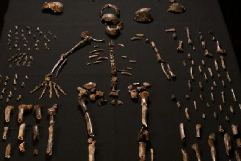 300万年前的人长什么样？3D打印带您来一场考古穿越