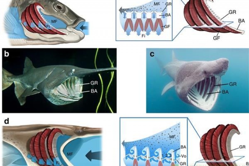 3D打印揭鱼嘴秘密 永不堵塞的过滤器成可能
