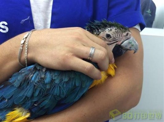 这只巴西鹦鹉好幸运 装上了全球首个钛金属3D打印喙