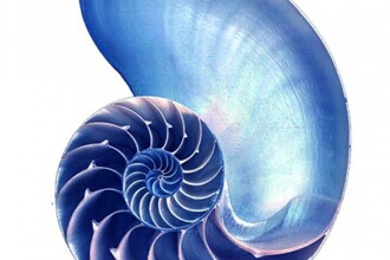 【独家】螺壳3D打印：为何让人如此印象深刻？
