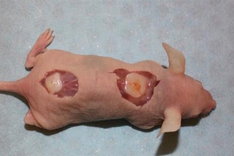 瑞典科学家将3D打印人类软骨植入老鼠体内：60天后开始生长