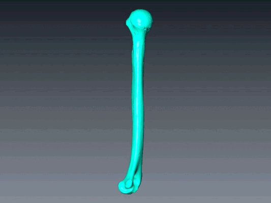 科学家3D打印史前女性手臂骨，比现代女性强壮得多