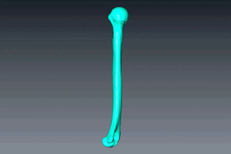 科学家3D打印史前女性手臂骨，比现代女性强壮得多