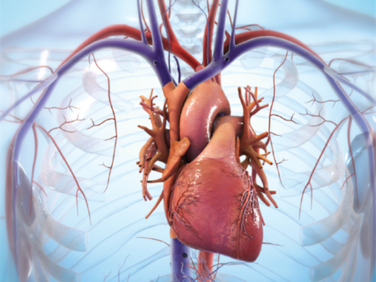 美国BIOLIFE4D成功3D打印人体心脏组织，可以帮助改进人体心脏移植手术