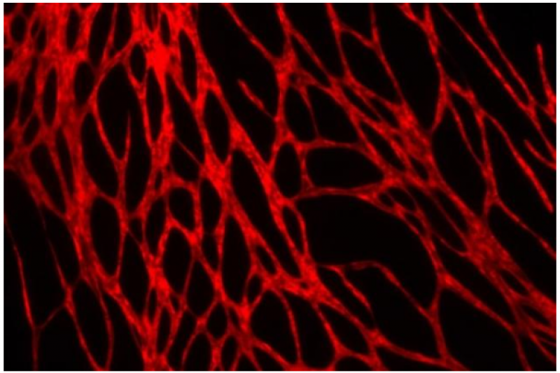 科学家将血管整合到3D打印的活性皮肤中