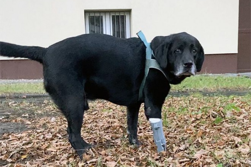 波兰兽医学生 3D 打印功能性假肢帮助受伤的狗再次行走